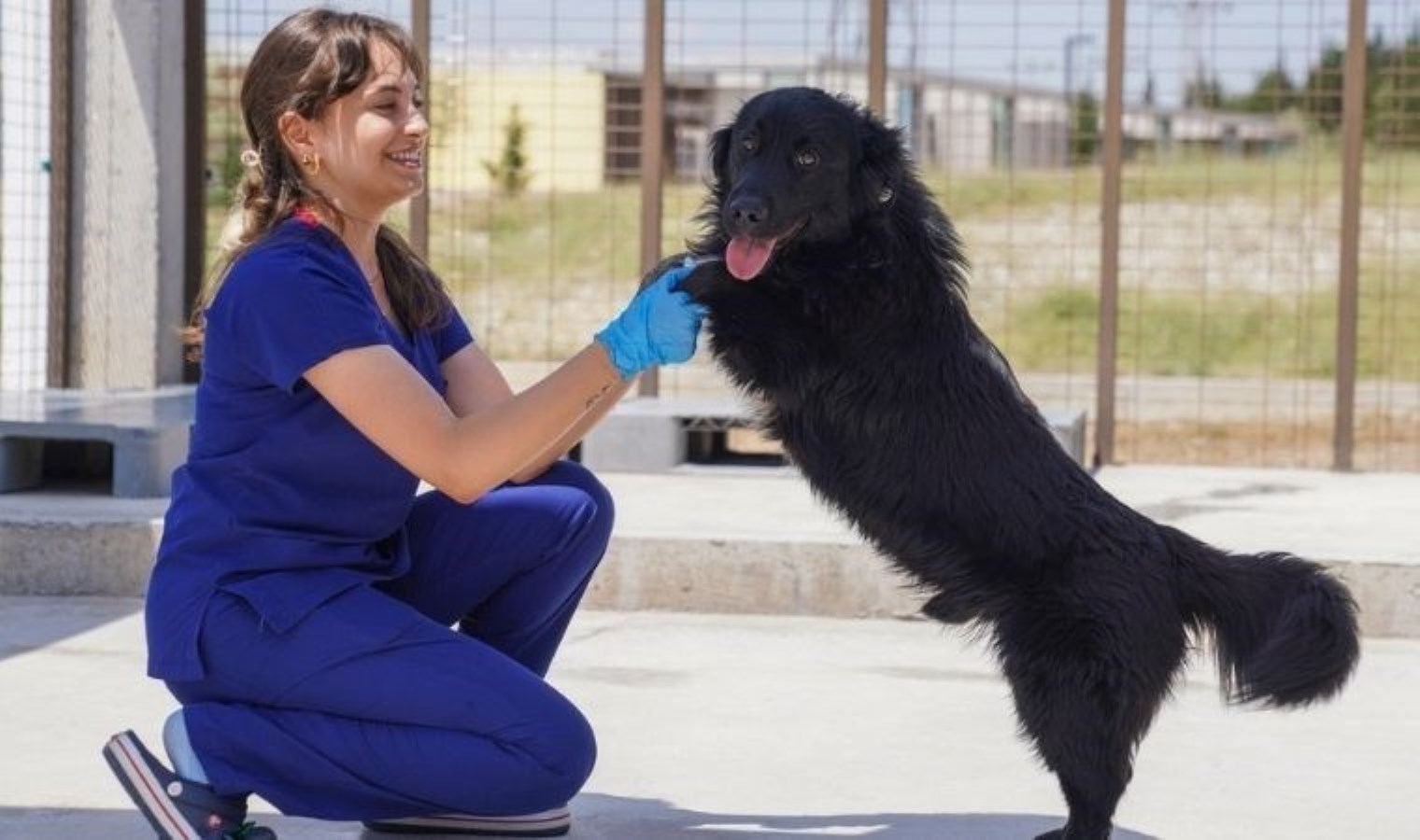 İzmir’de 6 ayda barınaklardan 500 köpek sahiplendirildi